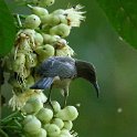 Dusky Honeyeater feeding on the flowers of Bumpy Satinash